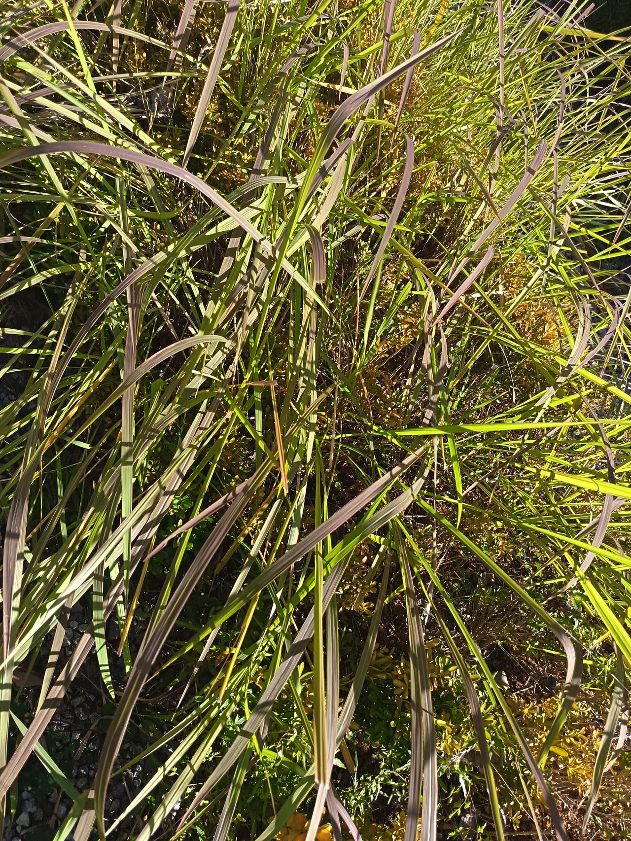 想起来这种草都是以前割来喂牛的，小时候家里养牛，每天早上都要去山上割这种草回来给