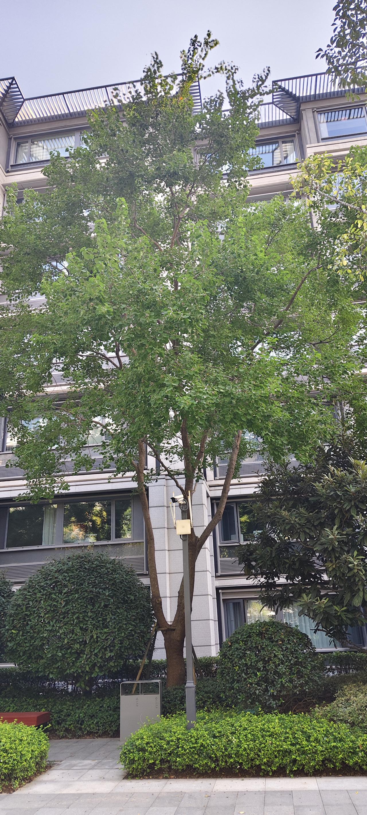 小区里的乌桕树，四季皆风景
 
走进这个小区，一眼就被这棵乌桕吸引。盛夏时节满树
