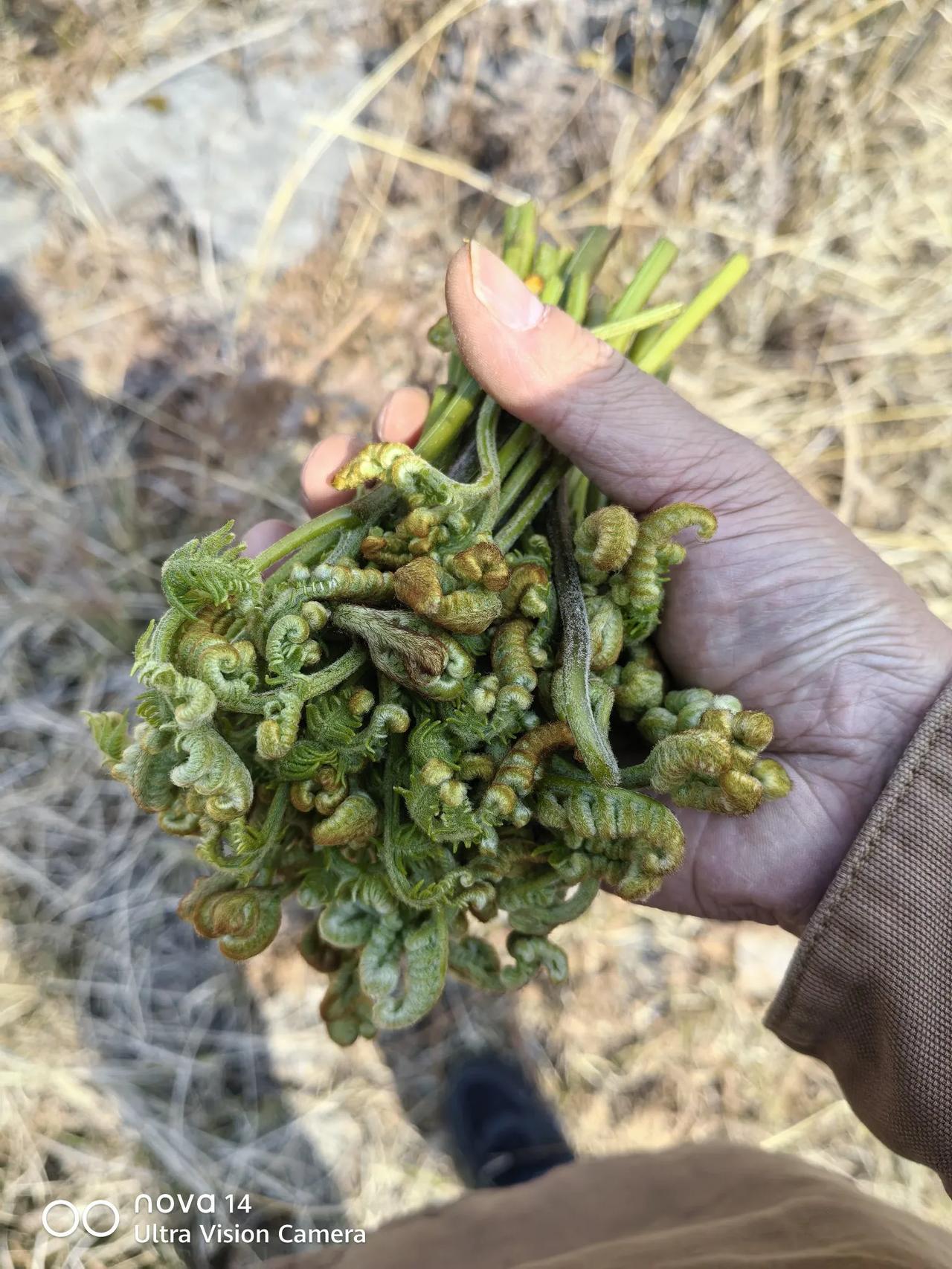 今天去上坟，正好在周边的山上掐点龙爪莱，还是来的晚，好多又嫩又肥的都被先来的采走