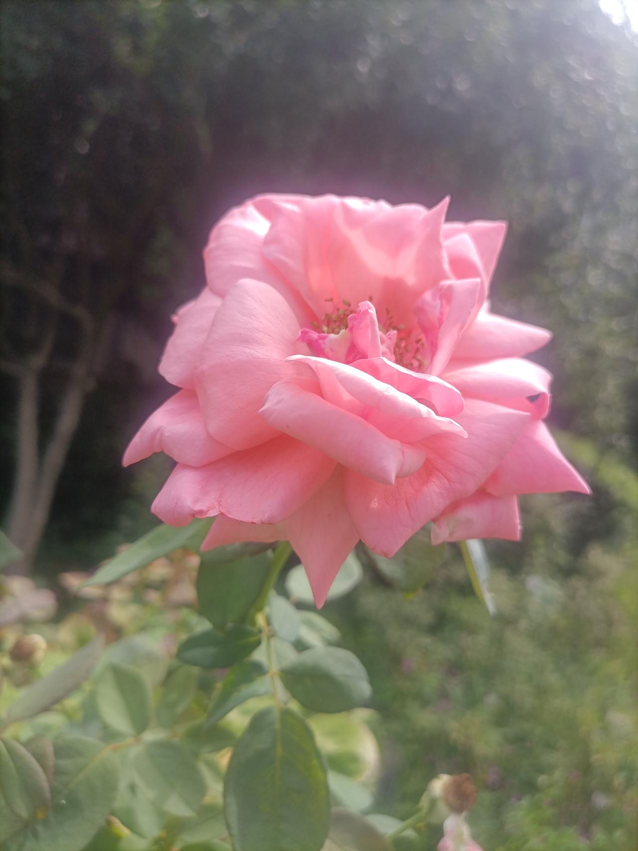 【夏之韵·人，应该时常清理内心的负面情绪】夏日生活打卡季
新的一天又开始了。
人