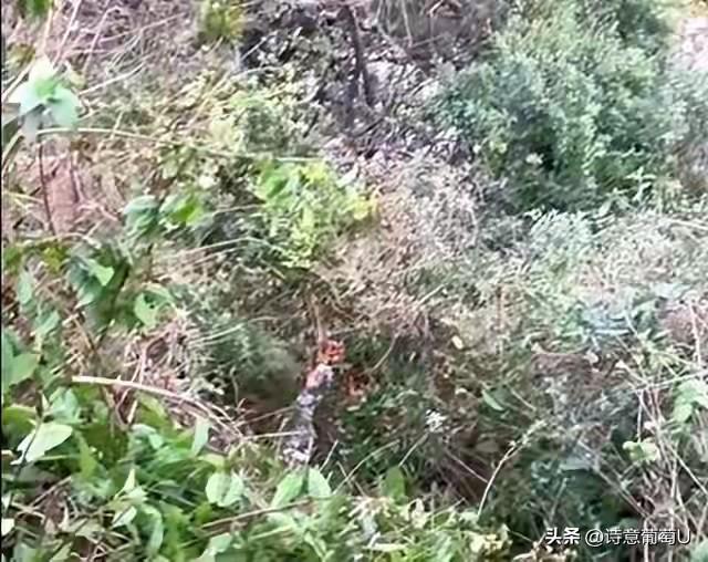 千钧一发之际，15双布满老茧的手硬生生把两条命拉了回来！在云南丽江一处悬崖边，有