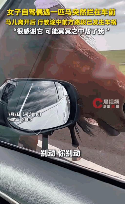 “万物皆有灵！”内蒙古赤峰一位女士开启了一场随性的草原自驾游，半路却因一匹野马的