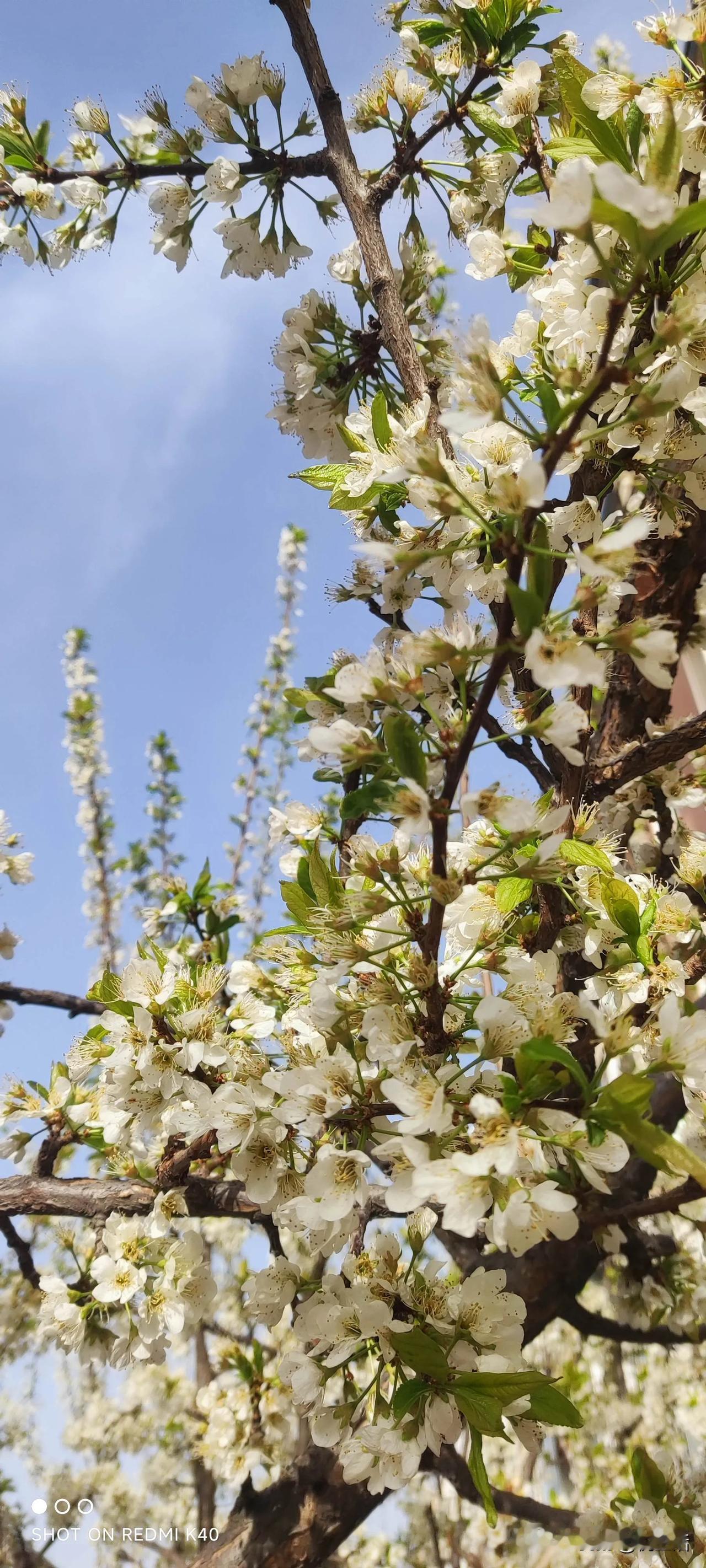 人间最美四月天，呼和浩特也有花的世界。

春日的繁花轰轰烈烈，一丛丛、一簇簇，快