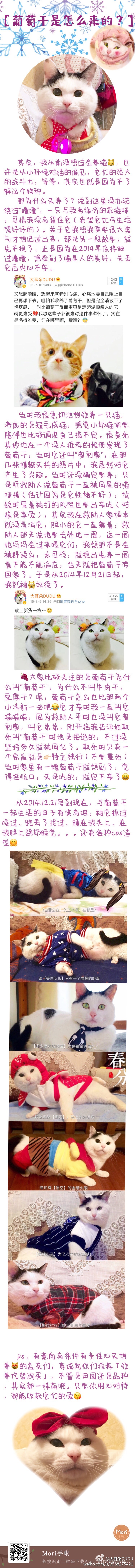 🤗闲来无事，给家里俩[喵喵]主子写个长微博，说说它们的来历，记录我们如何相遇，