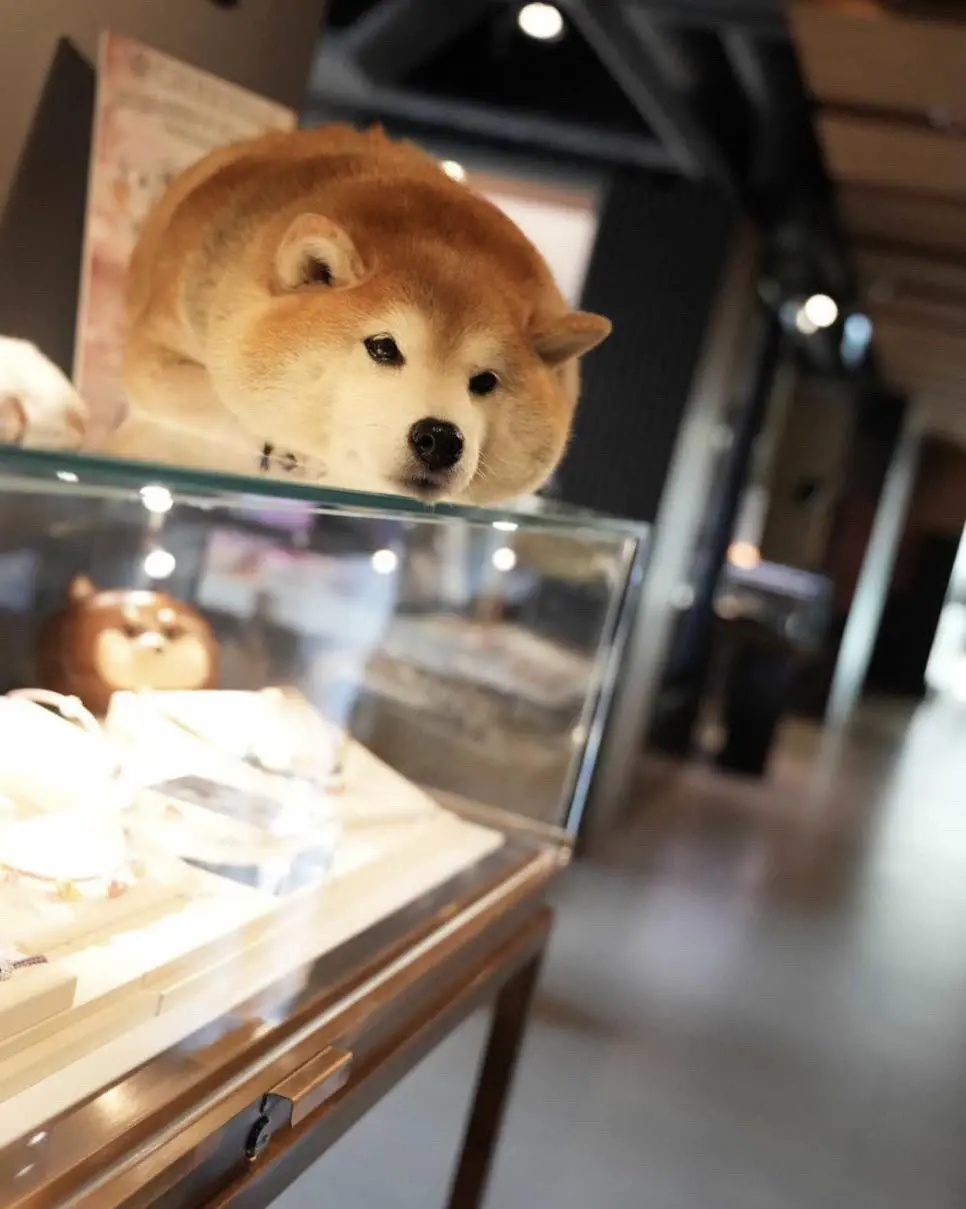 猜猜看这是面包🍞还是小狗🐕