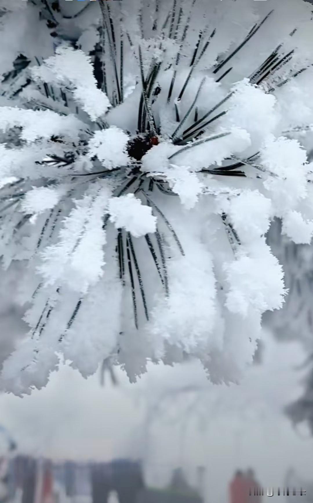 我的下联是：冬雪雾凇白。