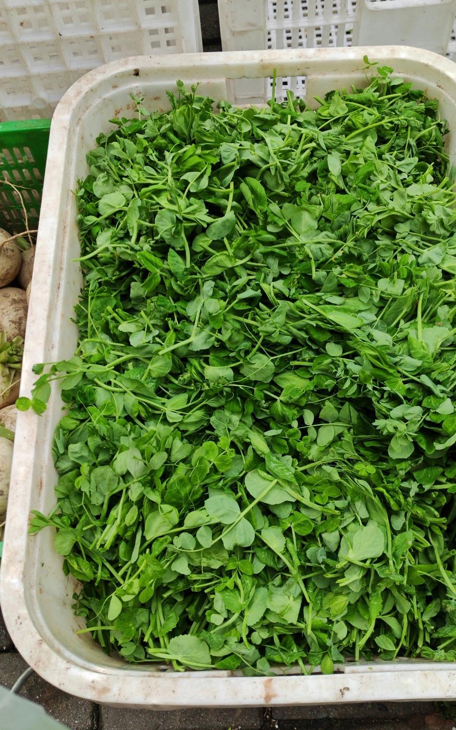 早上出门去买菜时，正好碰见卖农家菜的老板刚刚进货回来，她家的菜都是从农民的田间直