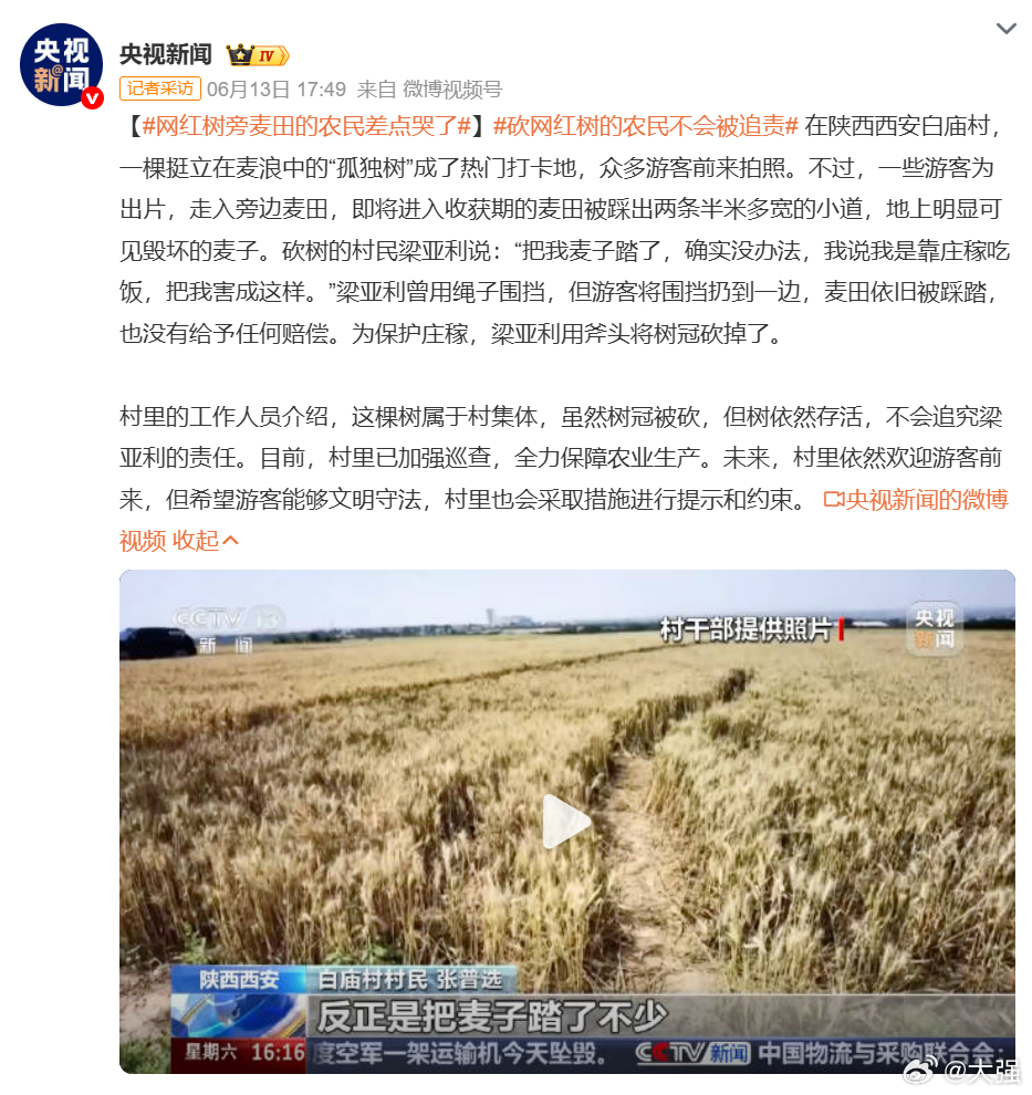 网红树旁麦田的农民差点哭了当地说，她的麦田已经受损了，庄稼比树重要 