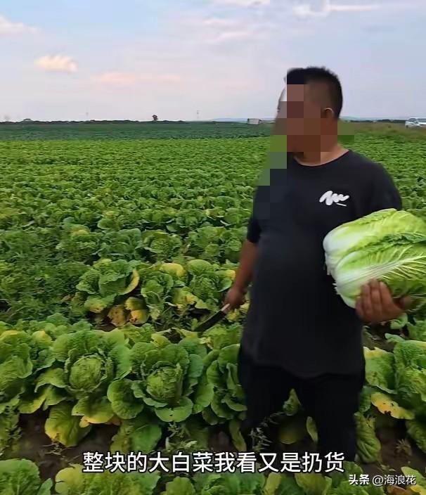 愁死了，我们康保县几个村都种大白菜，都是老实巴交的农民，他们除了种菜，什么都不懂