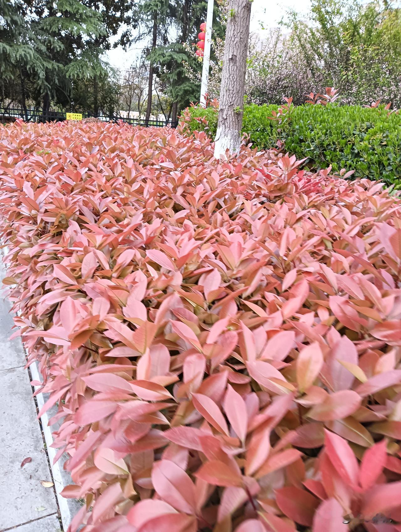 秋意渐浓，红叶满园，漫步其中，心旷神怡。