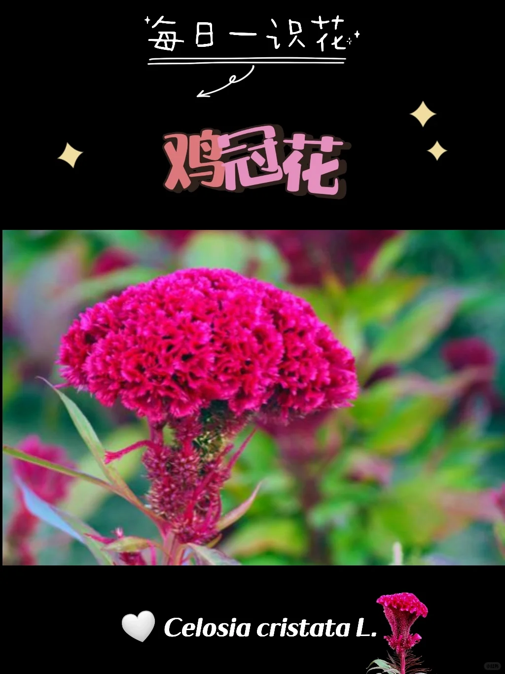 每天认识一种花之【鸡冠花】day79