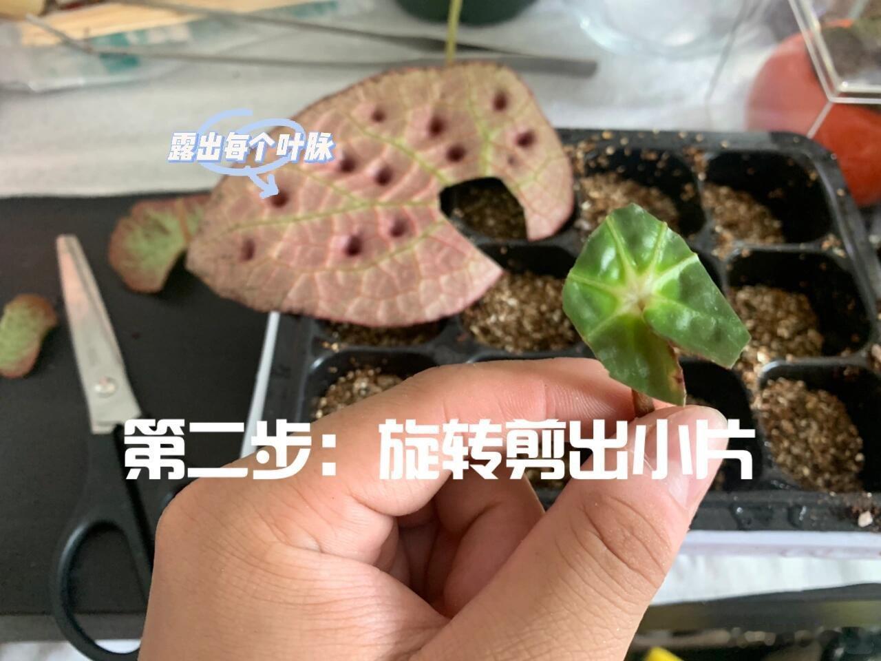 秋海棠能有多少种样子 从民间草药到正式物种，一口血秋海棠藏着先民的智慧，也藏着植