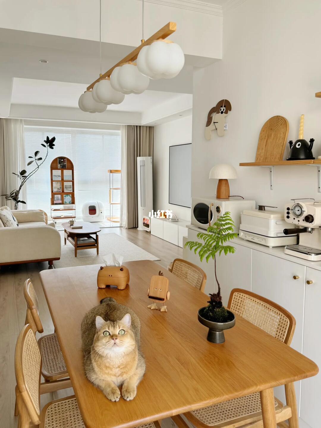 70平独居，30岁和猫咪一起躺平！