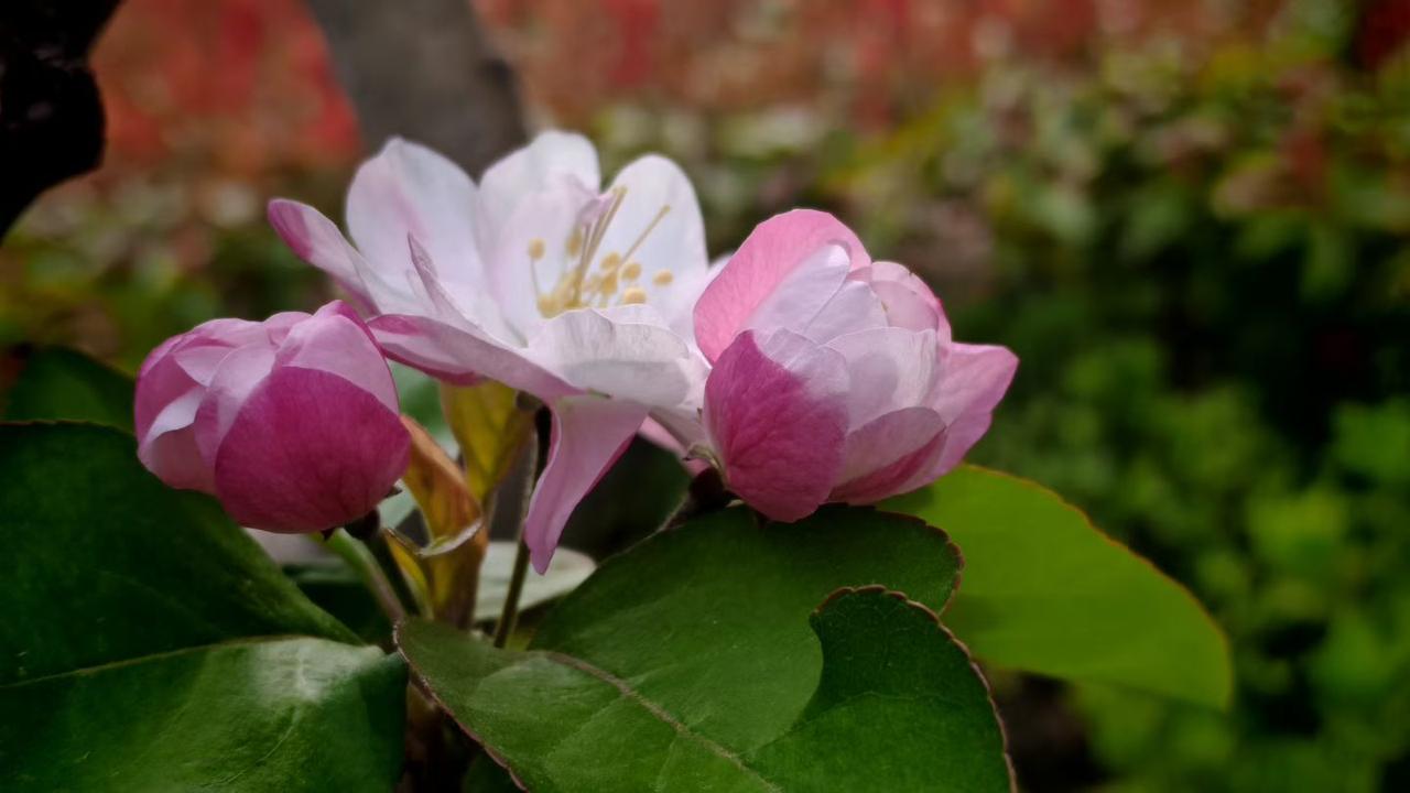 春风轻拂，海棠初绽，粉白相间的花瓣藏着春日最温柔的心事，绿叶衬着娇颜，把人间的温