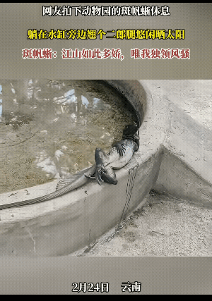 三嫂:好歹给三哥留点面子呀！
看它这姿势人模人样的，还有点独领风骚……
喊一声“