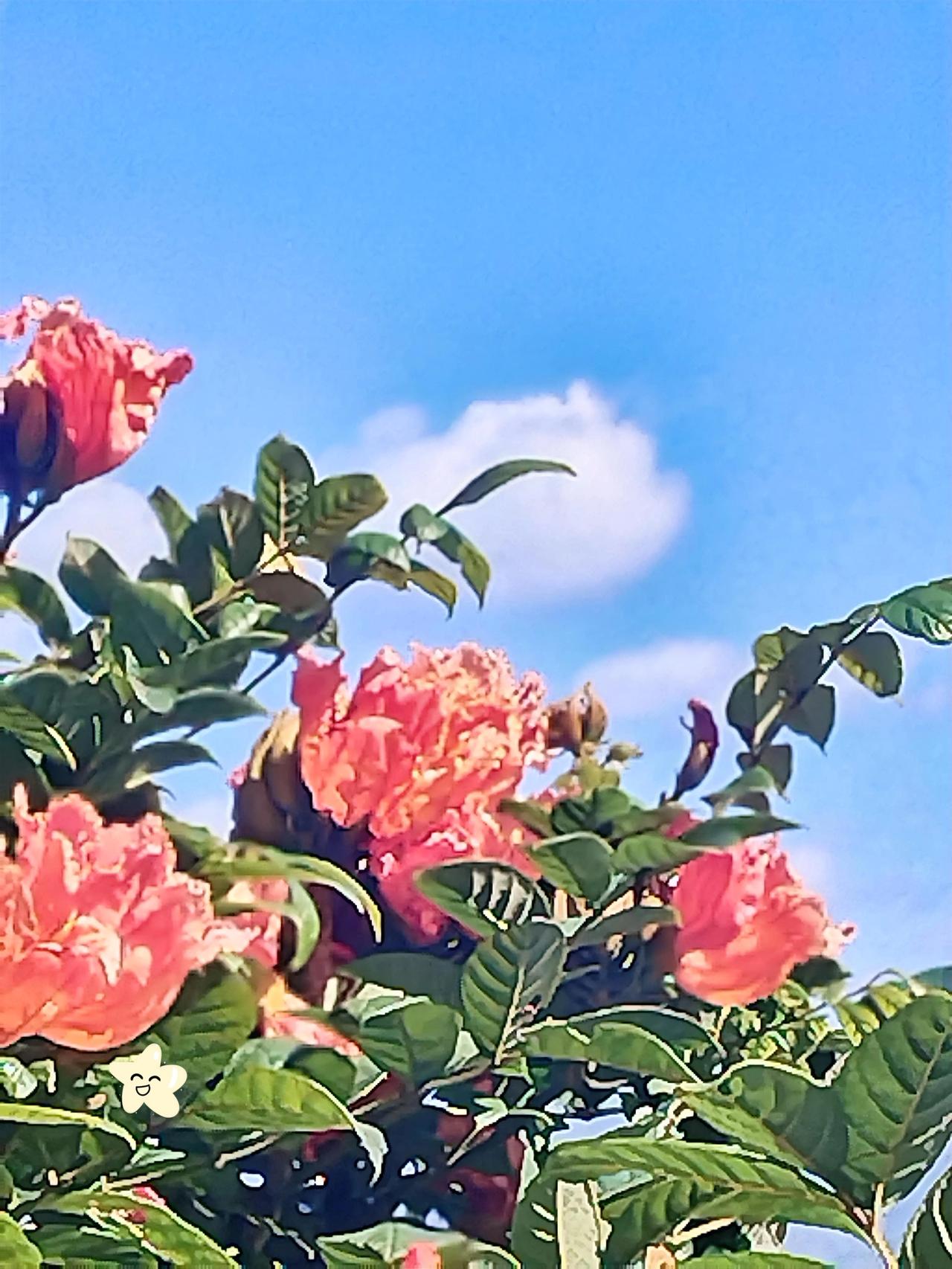 阳光下的粉色花朵，绽放出无限的美好与希望。🌸🌞