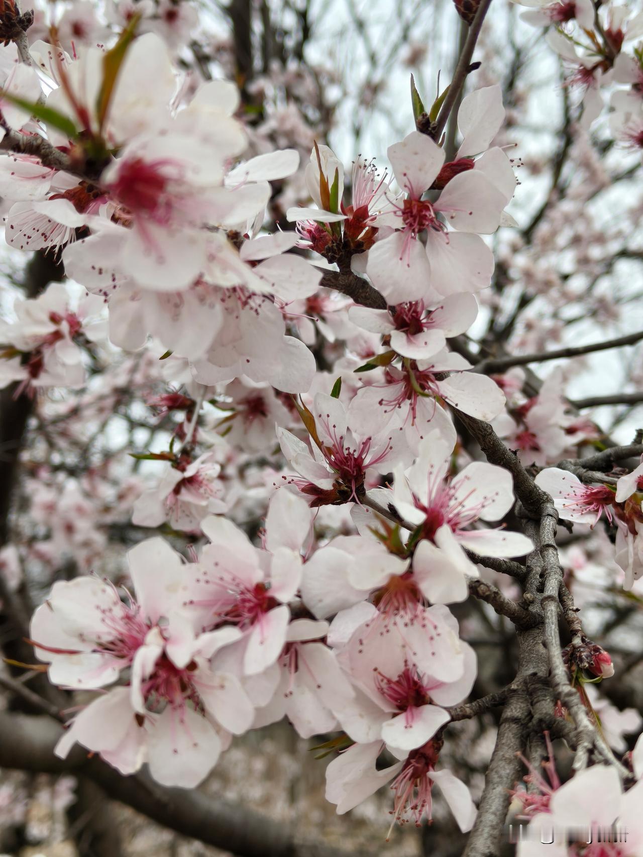 七律·山杏花
幽谷疏林自绽芳，轻匀粉黛试新妆。
不随桃李争春暖，独抱烟霞卧岭长。