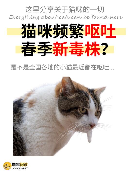 猫咪吐了怎么办❓一分钟教你分辨呕吐物❗️