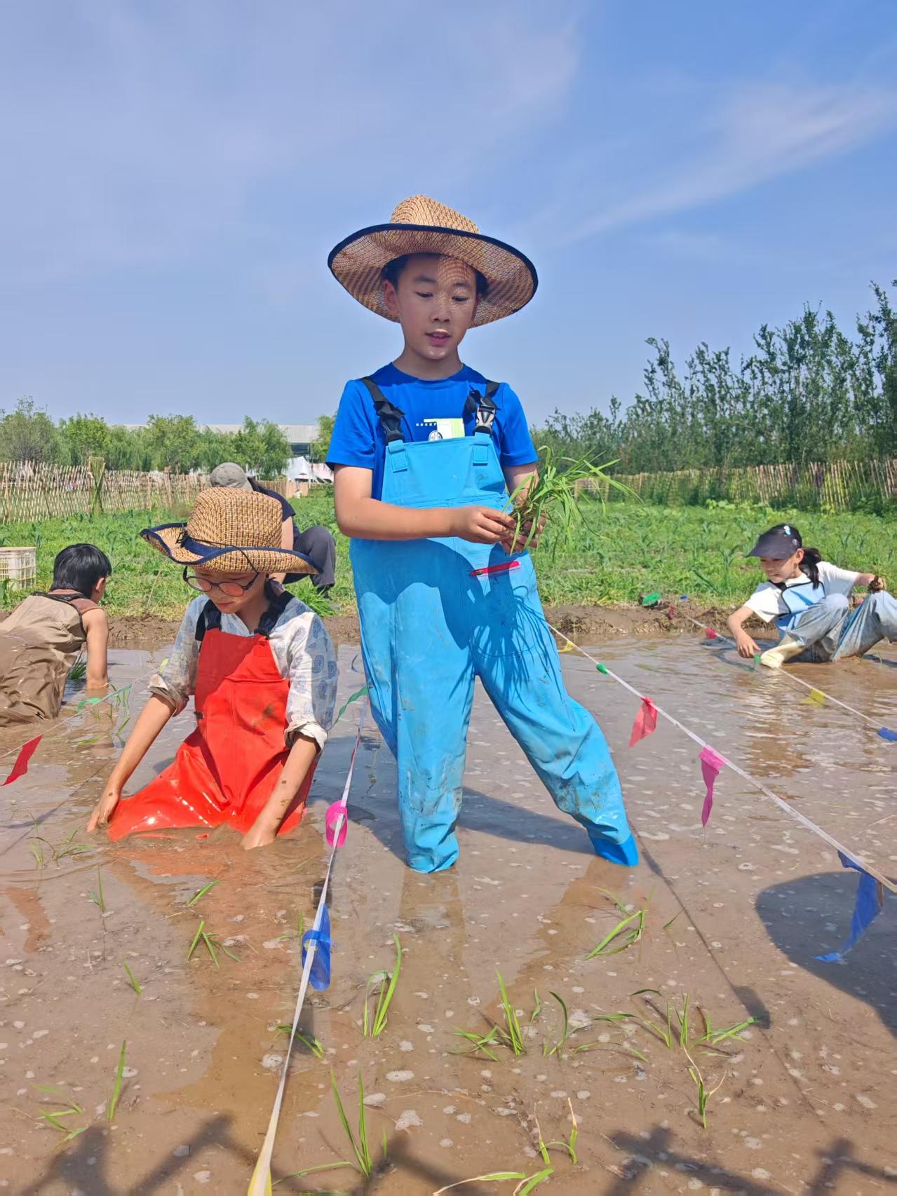 外孙子的研学实践活动～插秧，亲身感受和深刻理解悯农诗句“锄禾日当午，汗滴禾下土，