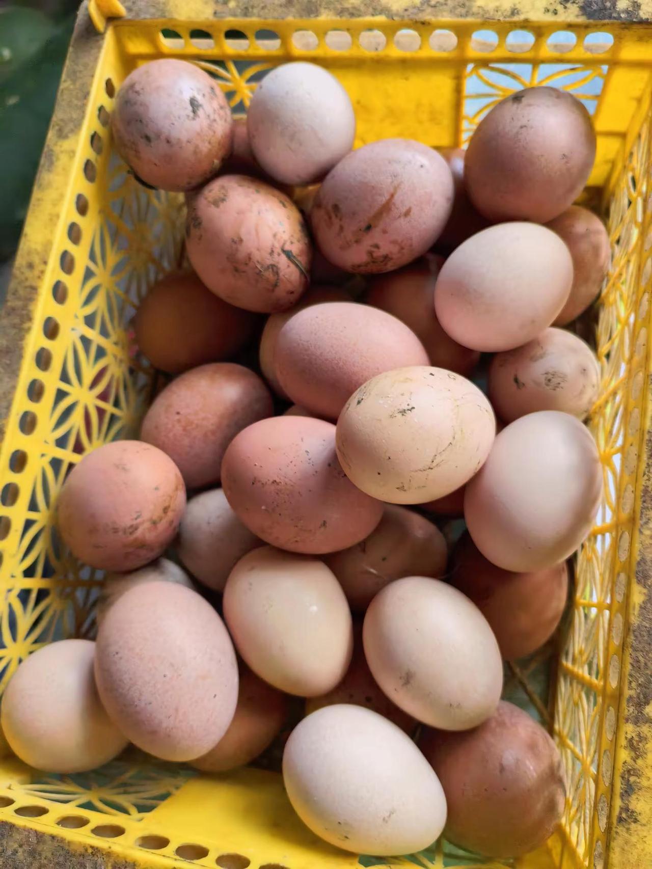 回娘家风都要薅一把