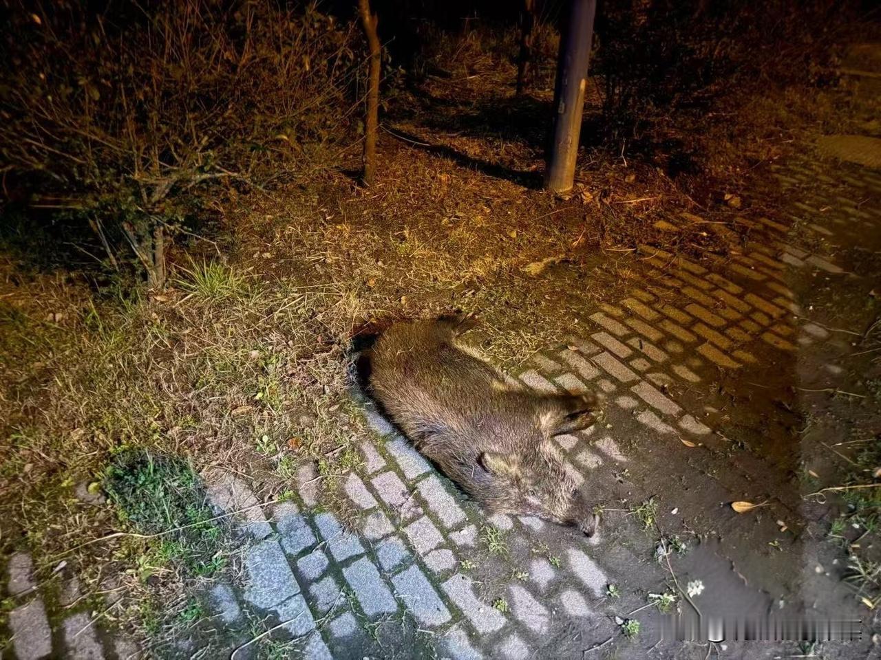 南京有野猪横穿马路，引发了严重的交通事故，经判定野猪负全责，它为此赔上了性命……