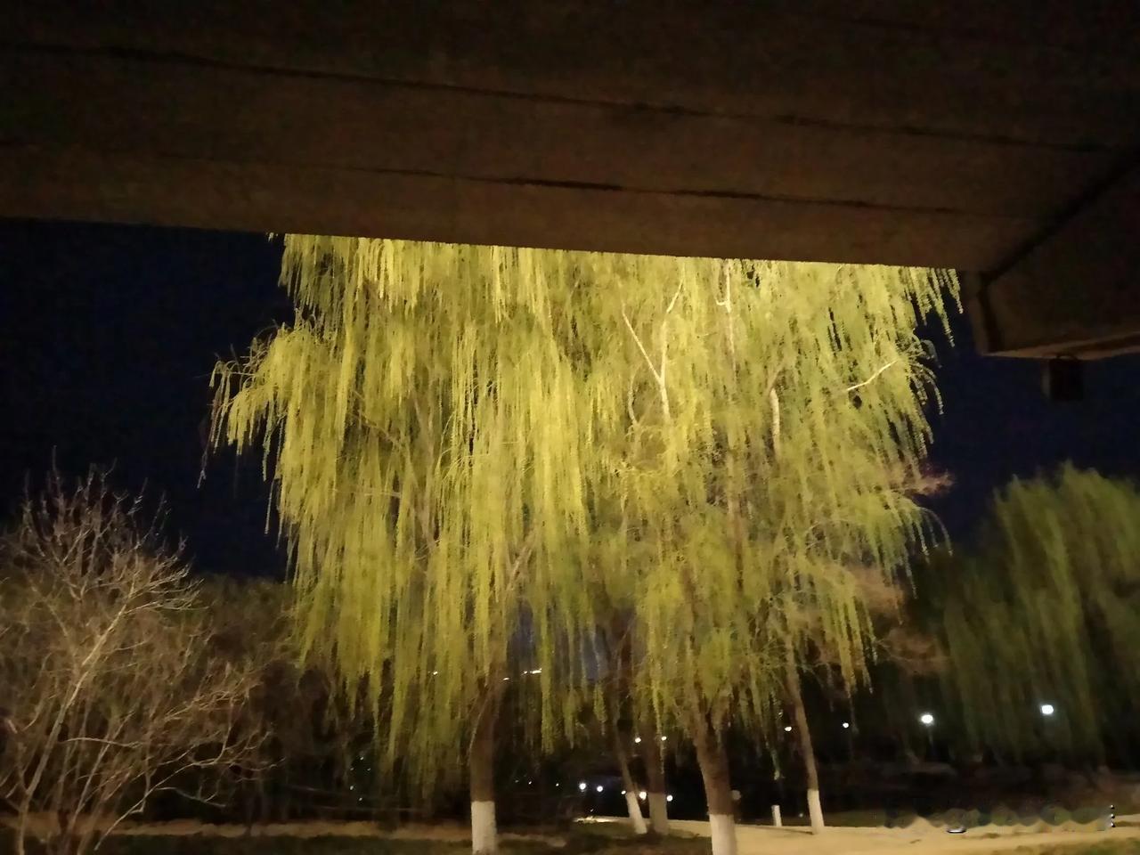 堆烟垂条嫩绿黄，
春风迟于柳新芳。
灯影不及絮吸睛，
匆匆行人驻心中。