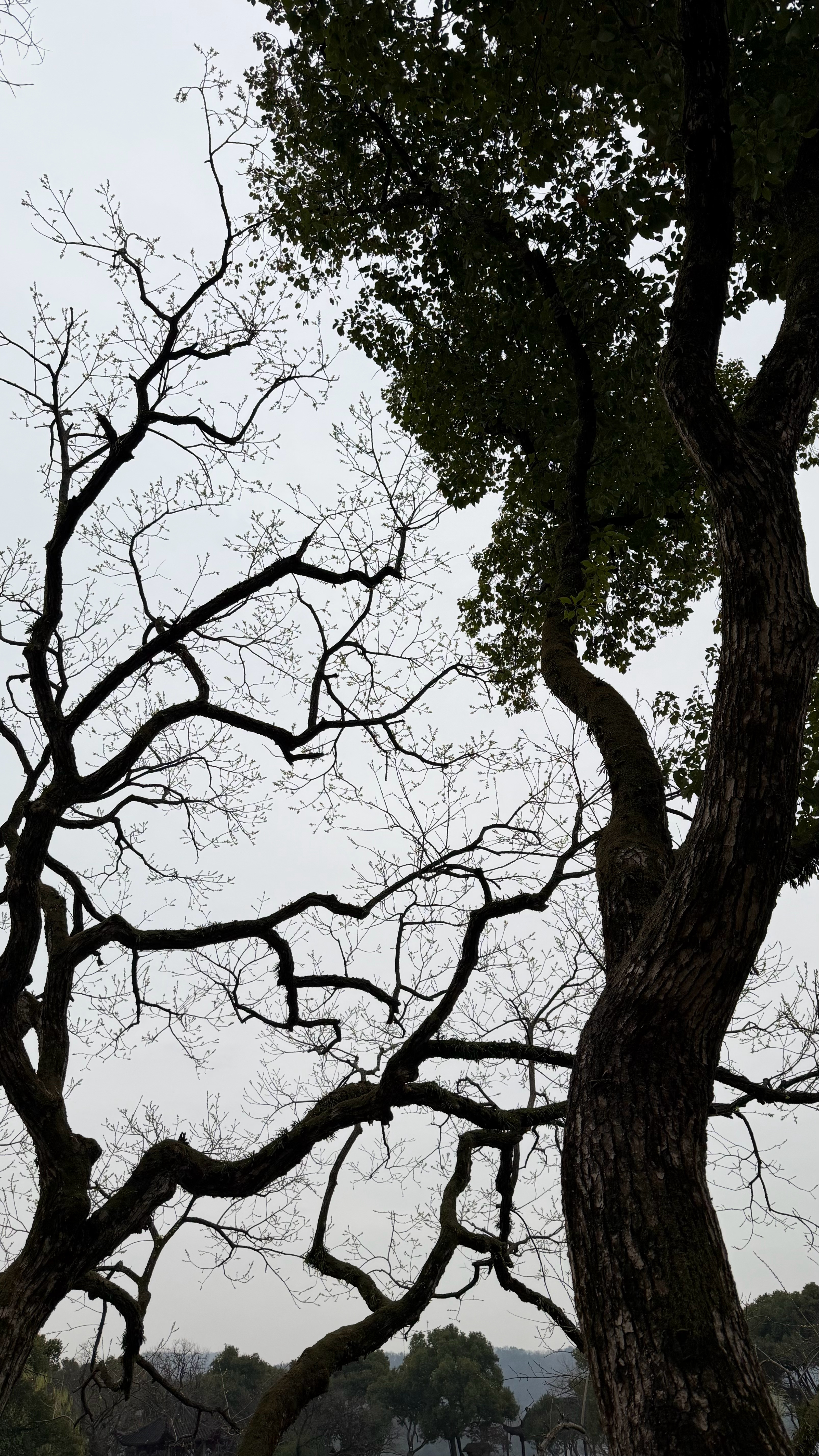 第二次来西湖啦 阴天但是也很漂亮 一切都很顺利哦 