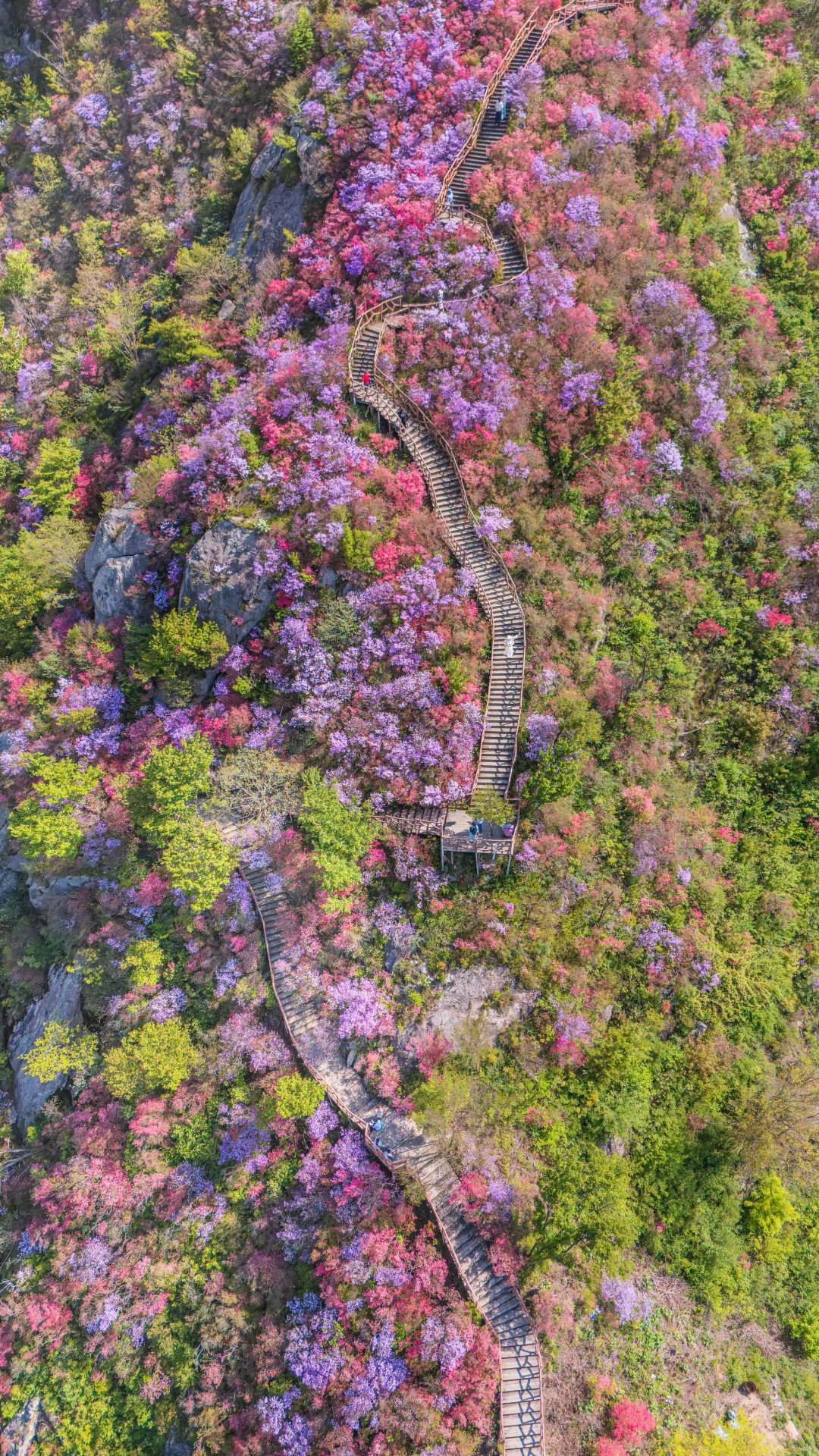 🚗武汉2h，我见到了七彩杜鹃山‼️附攻略➕路线