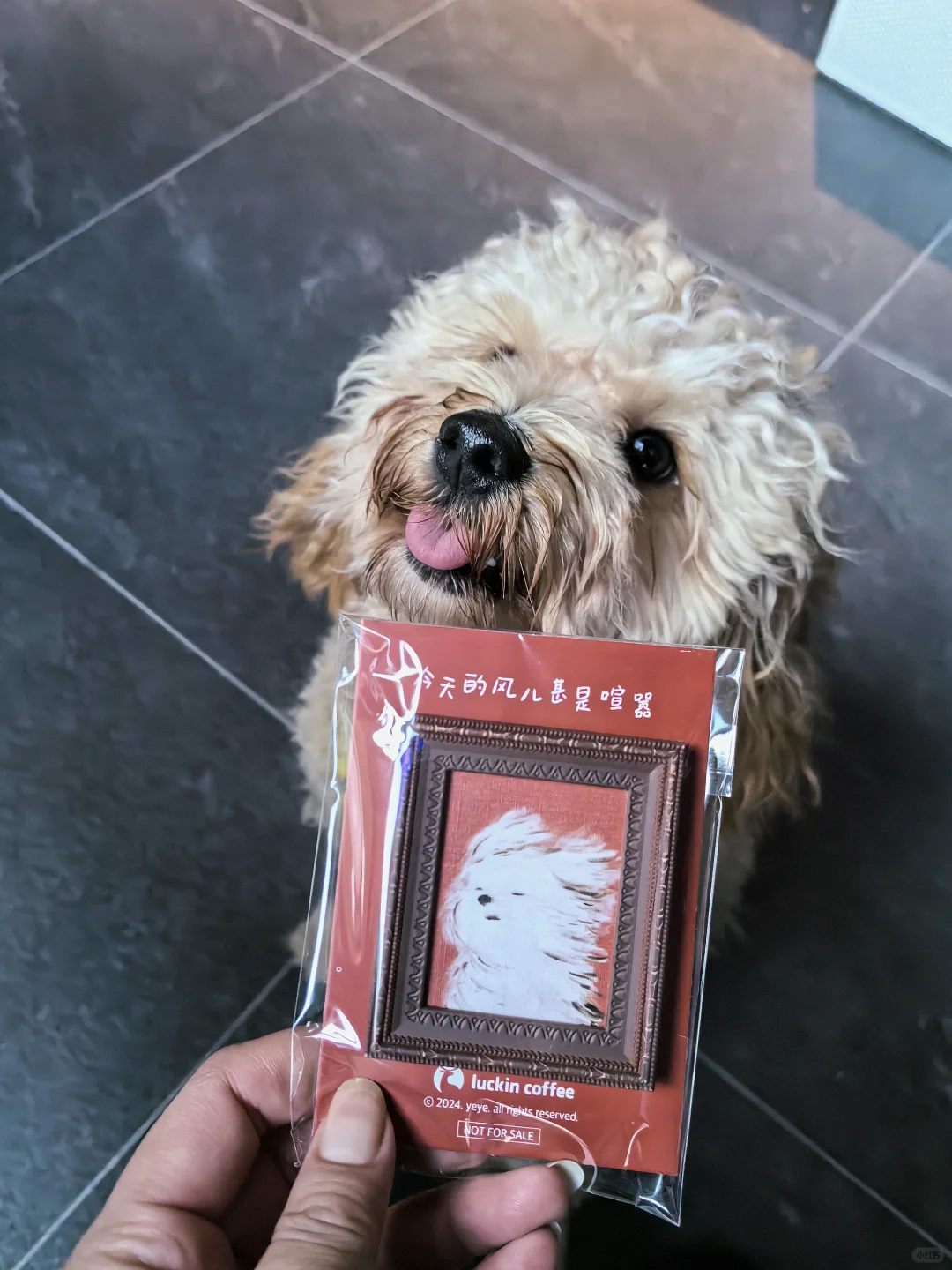 抽到了想要的潦草小狗冰箱贴哈哈