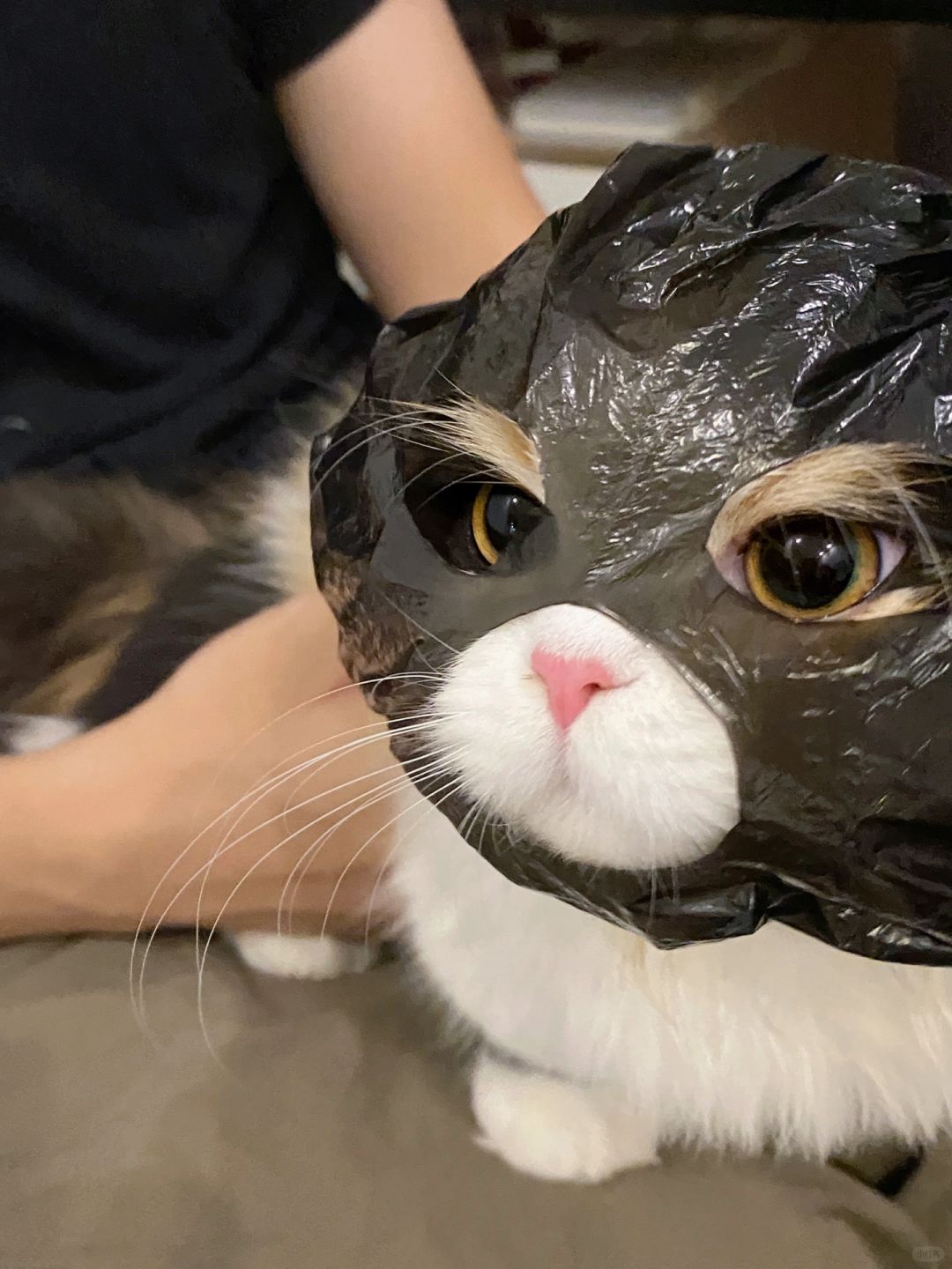 打劫！小猫土匪在此，快留下买路钱🍗