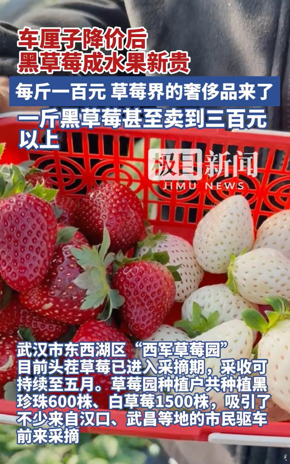 车厘子降价后黑草莓成水果新贵 也是第一次听说黑草莓这个品种最重要的是，居然要价3