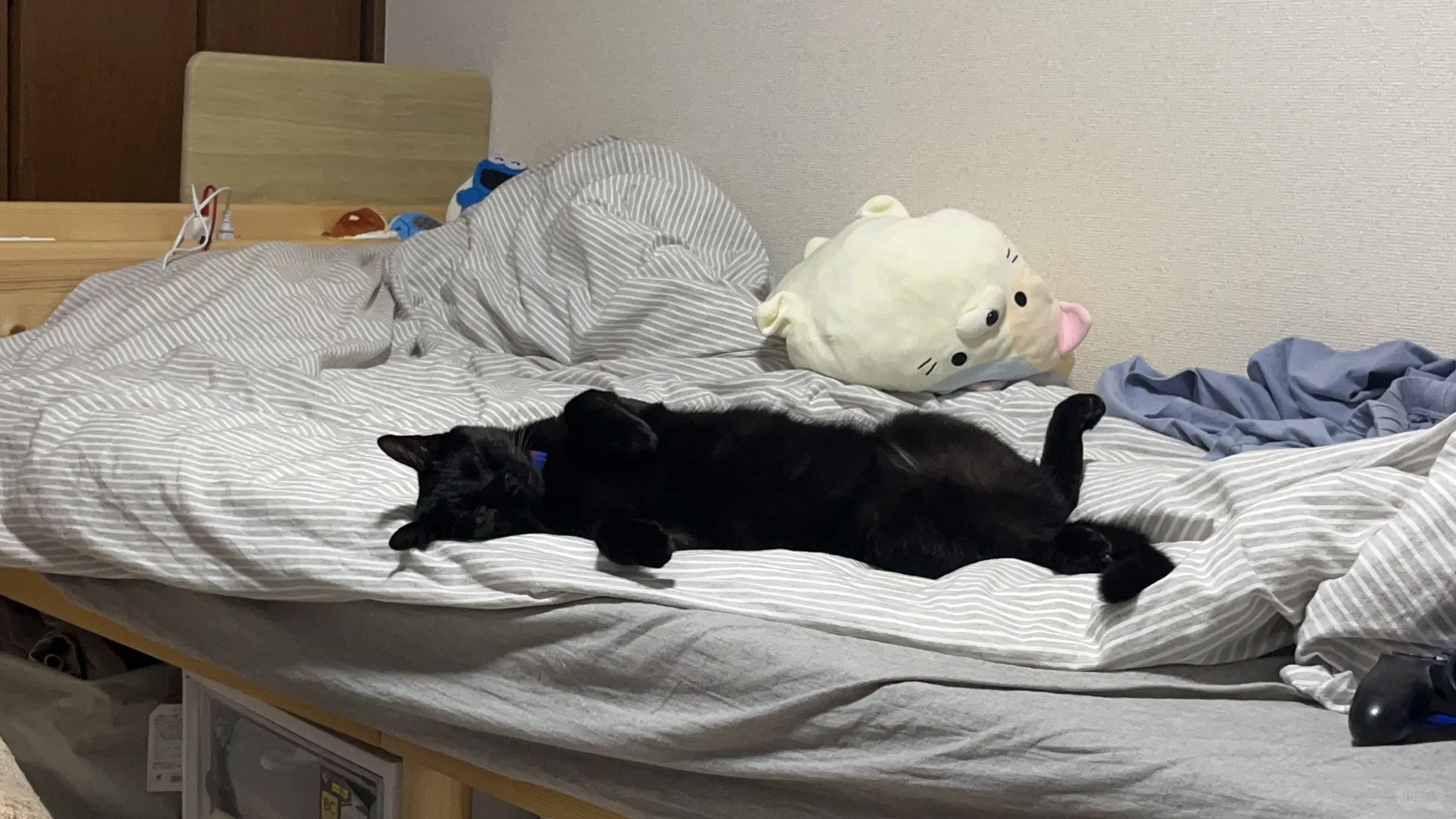 🐈‍⬛💤