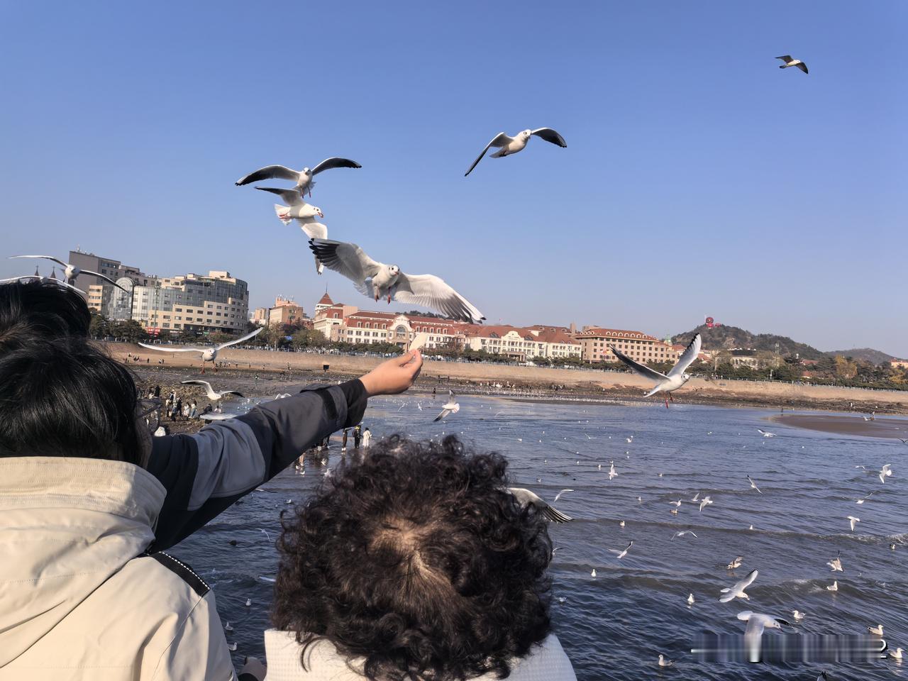 今天栈桥海边退大潮，有的人走近海边的礁石，正在拿着小铲子小桶等工具，在那儿挖蛤蜊