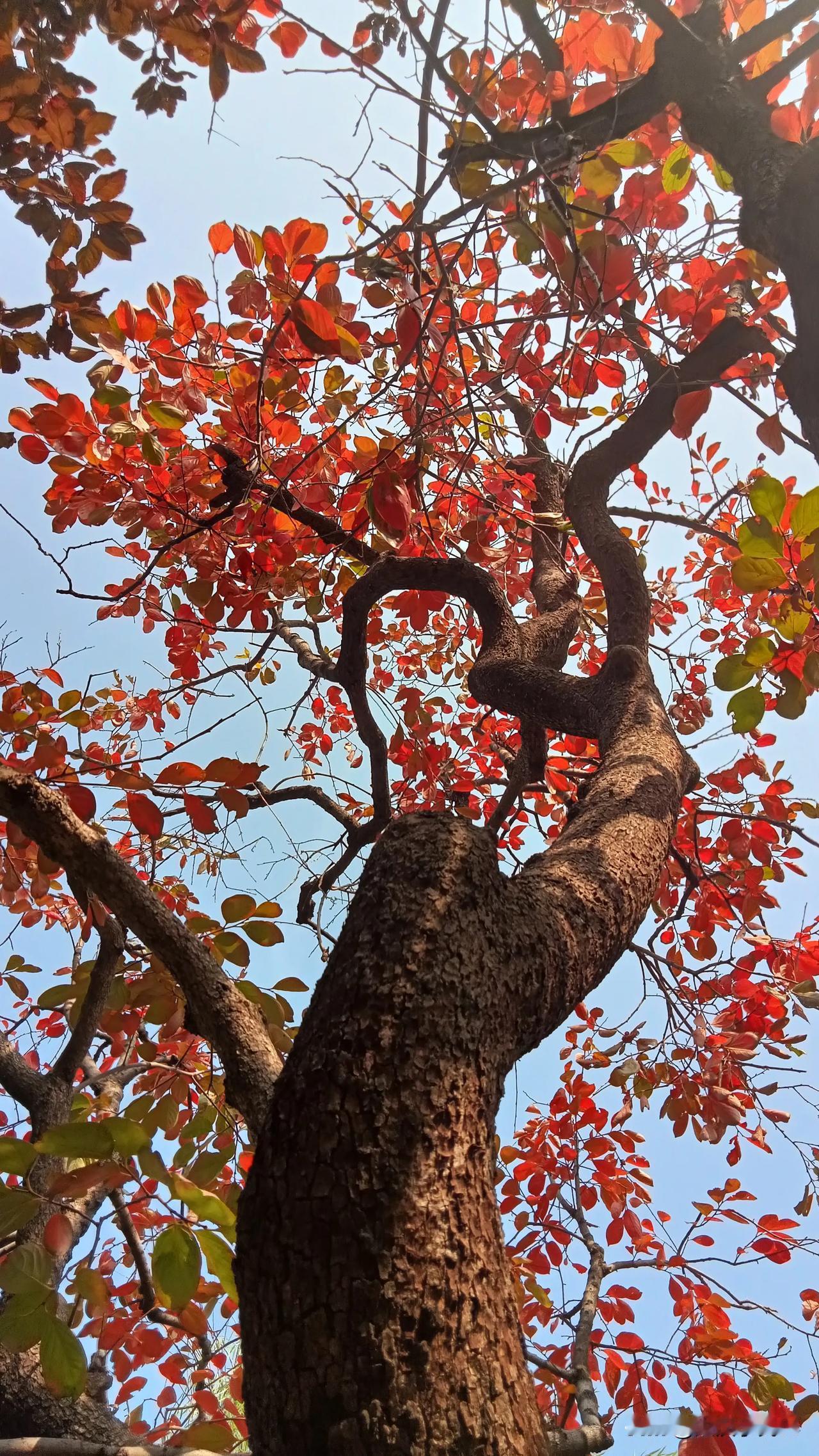 #秋日生活打卡季#秋菊添秋香

春孕牡丹夏育荷，
四季交替花不休。
鹅黄艳红遍山