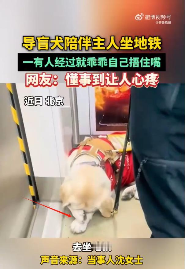 导盲犬的暖心小举动，太治愈啦！
 
1月23日，北京的沈女士在搭乘地铁时发现一名