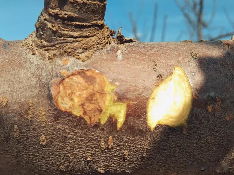 苹果树腐烂病的发生原因还挺多。首先，病菌是罪魁祸首，它主要以菌丝体、分生孢子器等