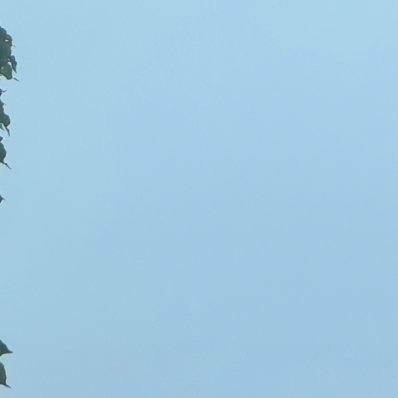 每日一善 人生似一束鲜花，仔细观赏，才能看到它的美丽，人生似一杯清茶，细细品味，
