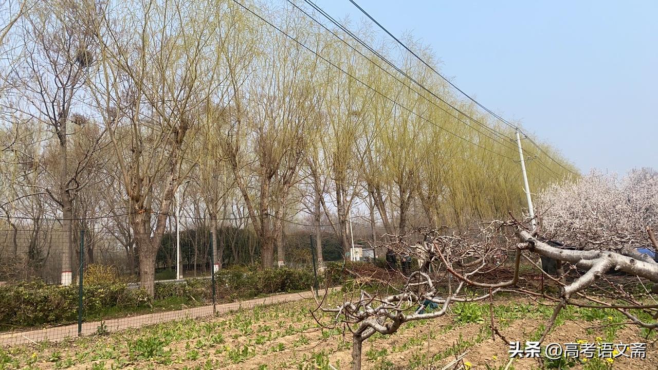 新年生活图鉴春日郊外漫步，赏花闻香，感受大自然的美好。