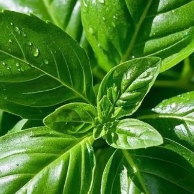 罗勒一、罗勒的习性罗勒是喜温暖的一年生香草植物，原产于热带/亚热带地区。核心习性