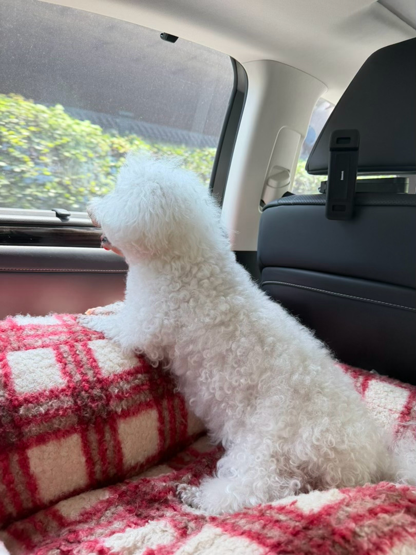 带我们家多奶奶🐶出门过周末啦！！！怎么可以这么可爱🥰，对着它忍不住夹着说话呀