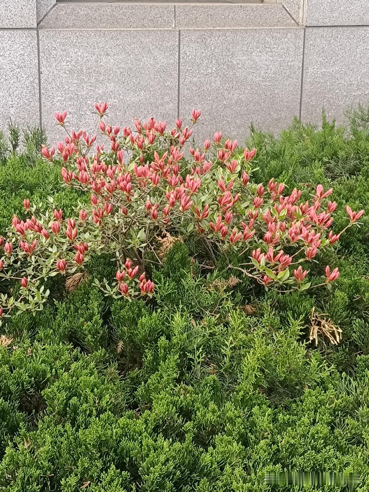 一段极为真实的话：
人饥饿时，别吃葱，吃了烧心；人穷困时，别走亲，走了寒心。不疼