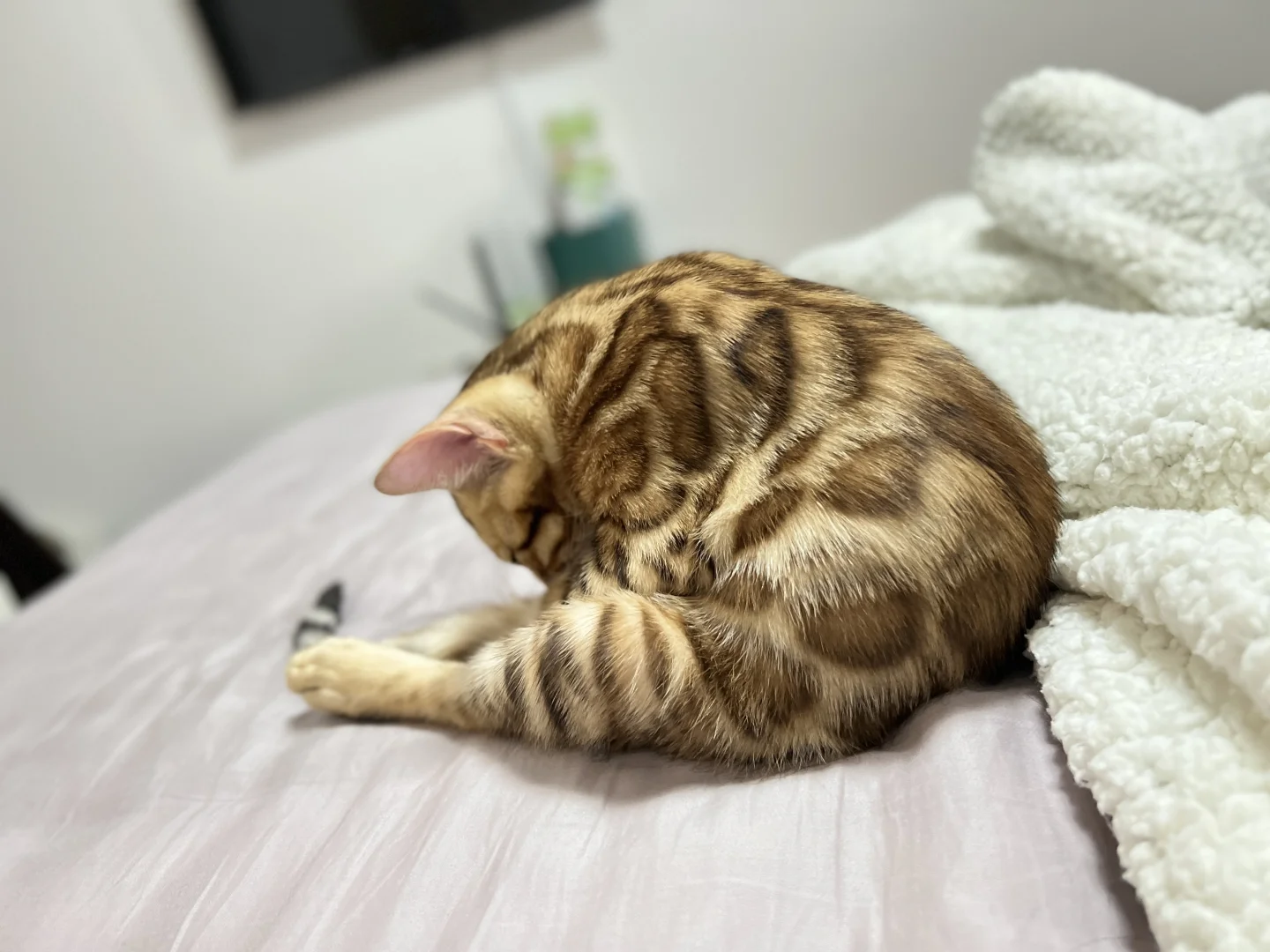 豹猫这么小众的赛道被我闯了进来