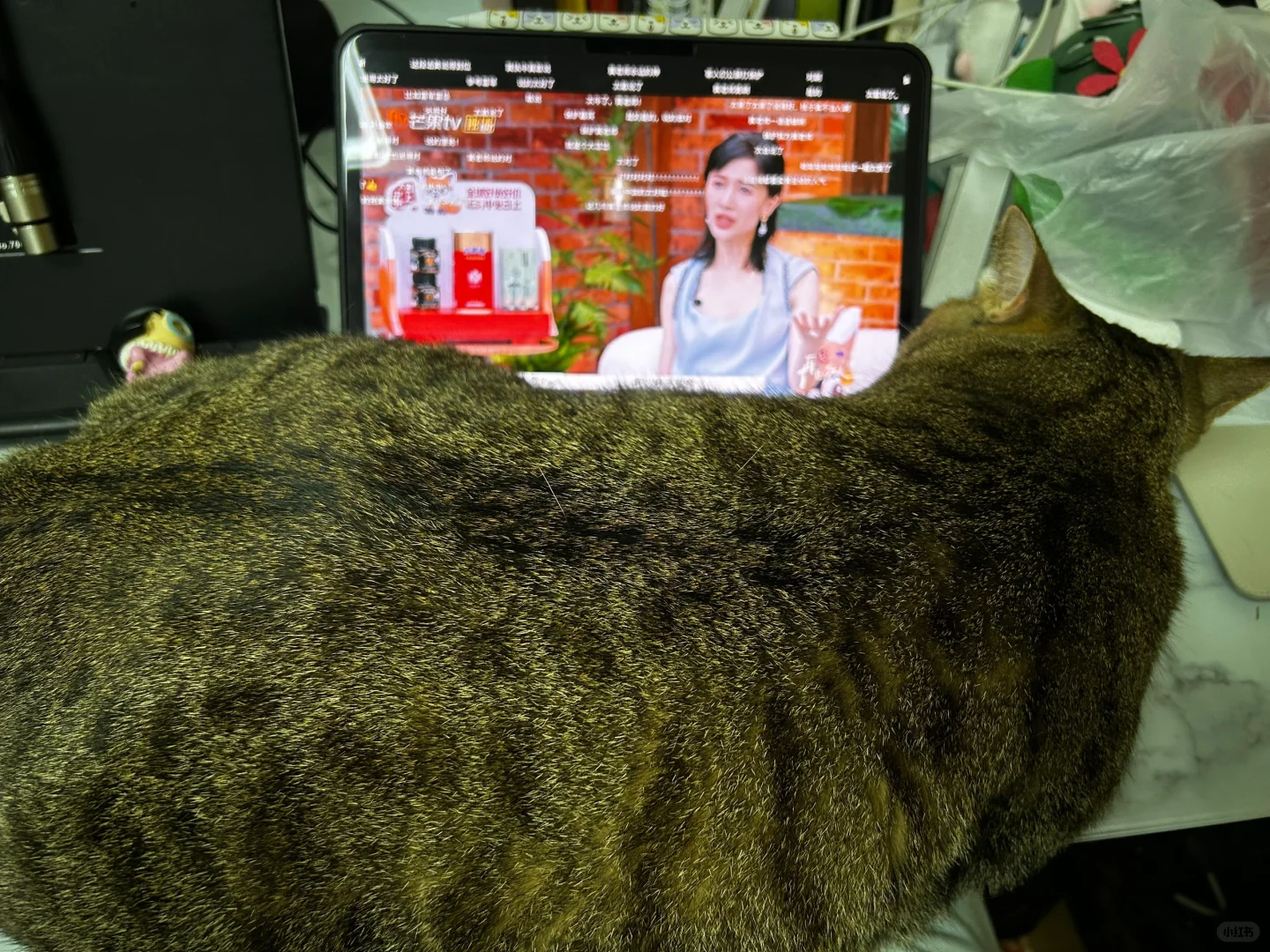 这一期连猫猫都看不下去了…