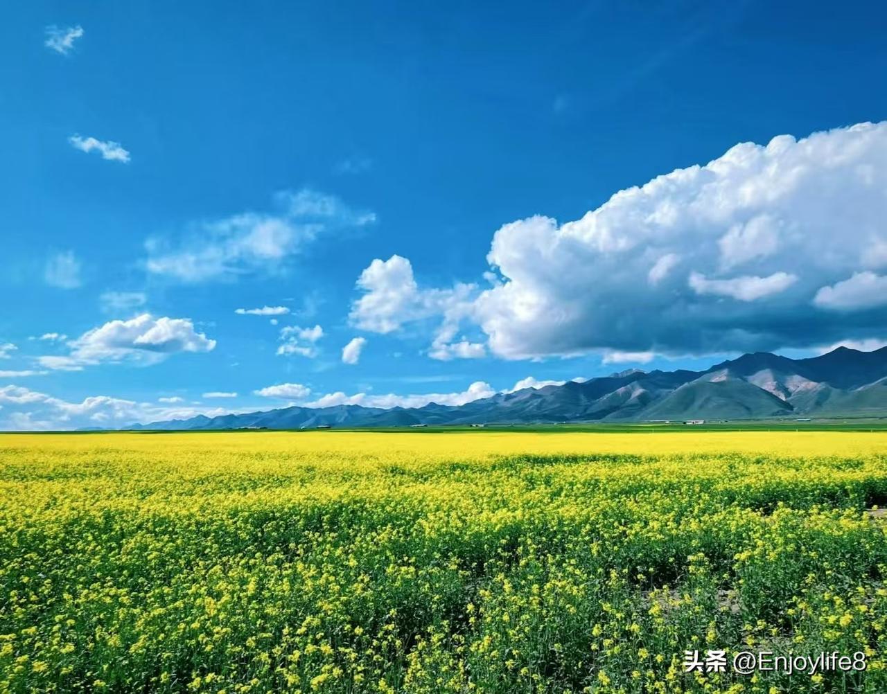 一眼沦陷的油菜花田，蓝天与金黄相互映衬，治愈所有不开心🌼 春天的浪漫，正是这一