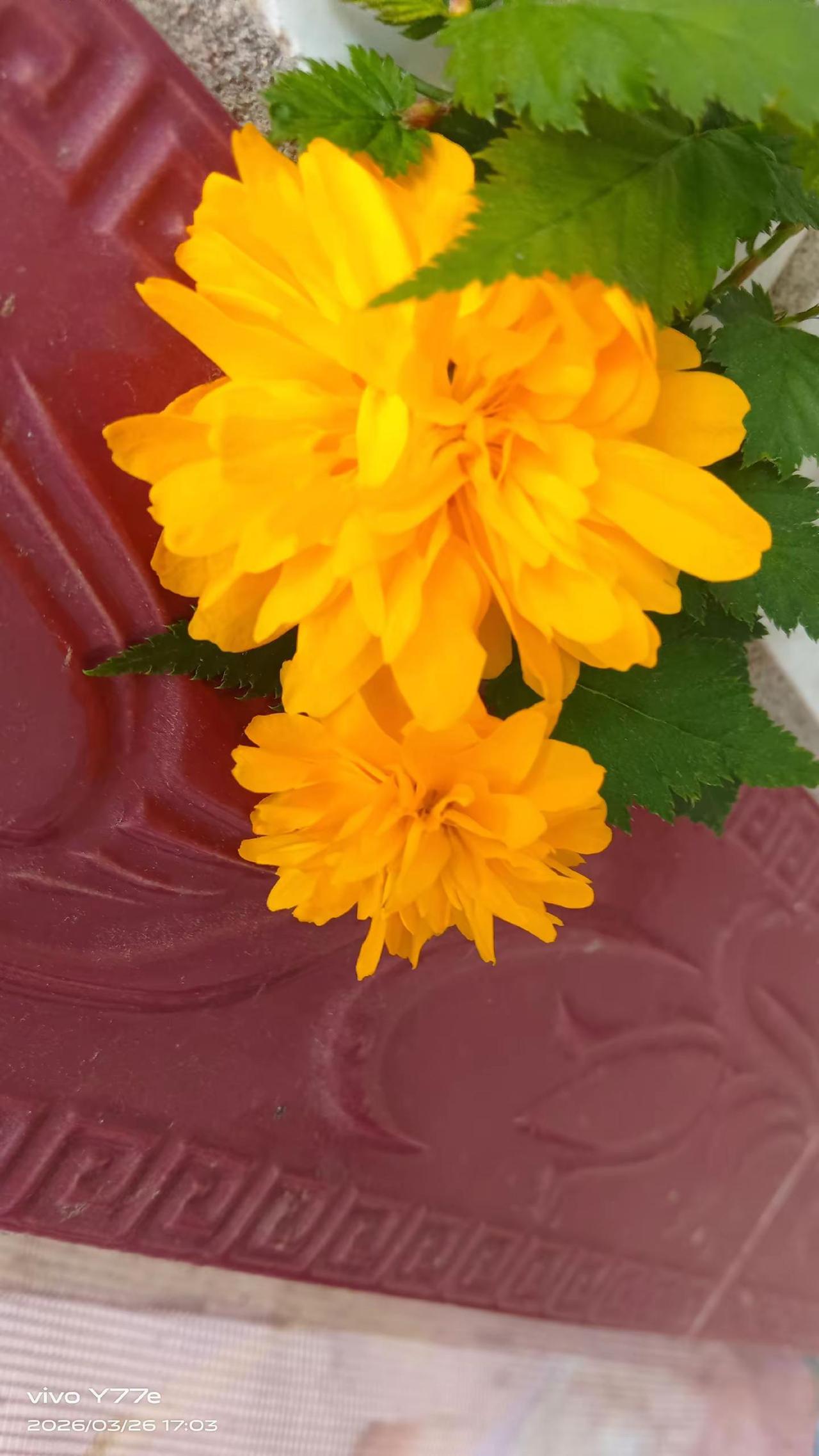 晒晒你养的花吧 创作者中心 创作灵感