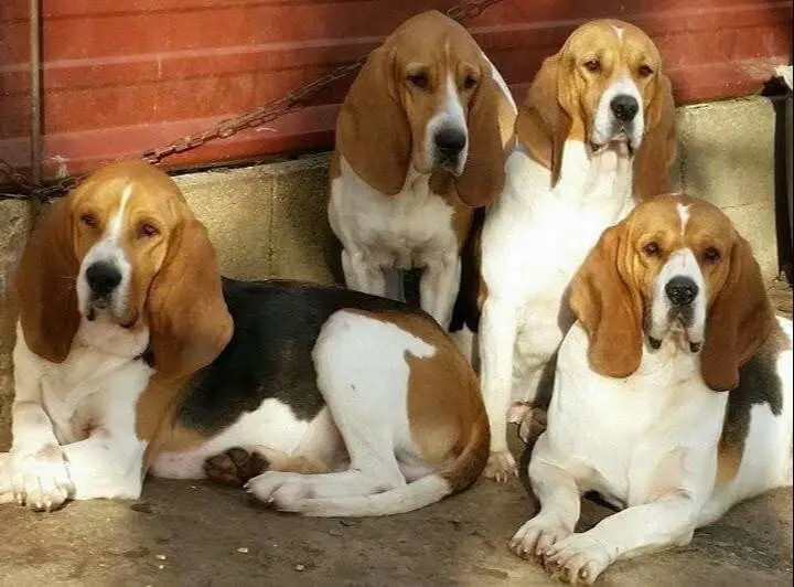 法国🇫🇷阿尔图瓦猎犬