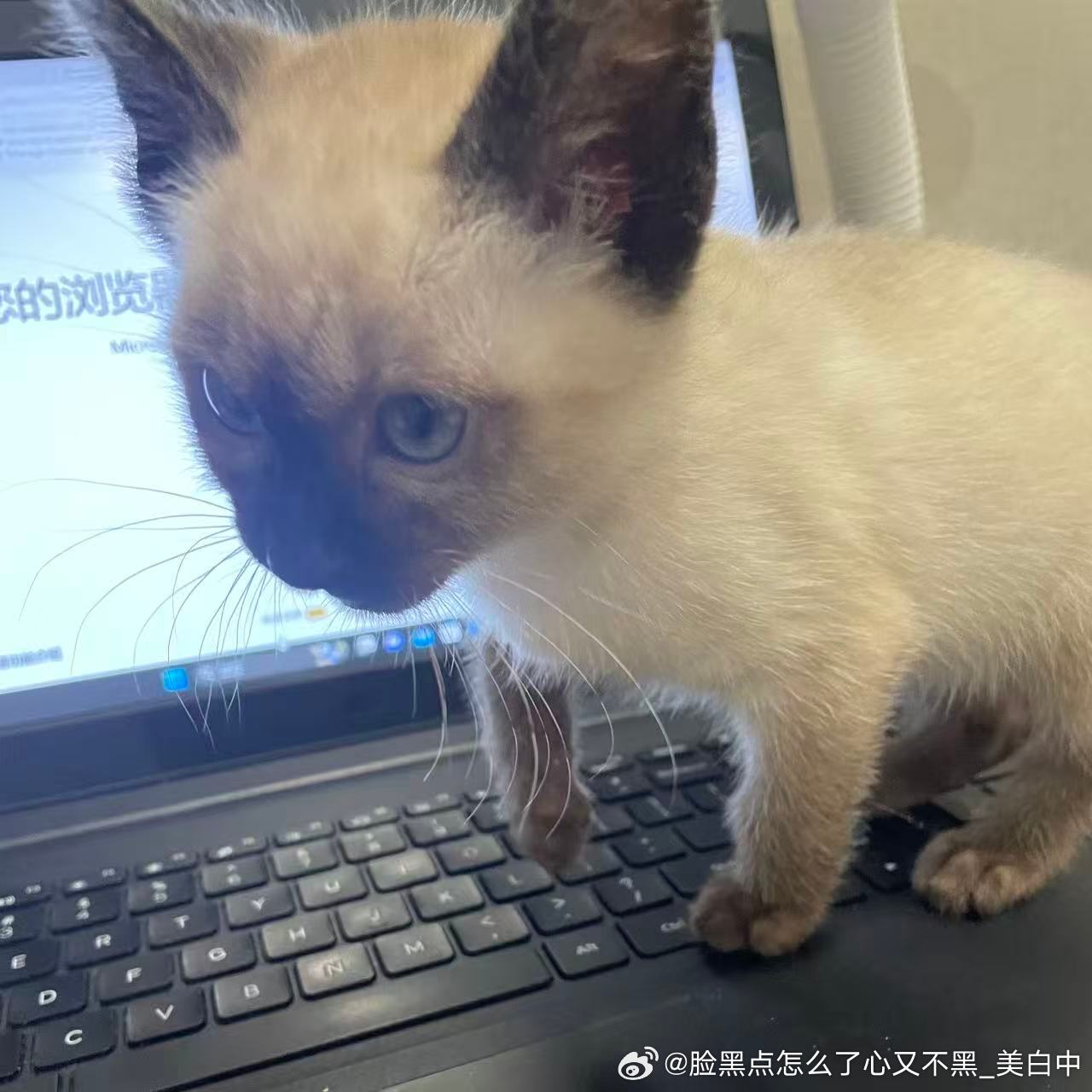 3980只黑脸前请提要网页链接今天我们成为网友了！ 