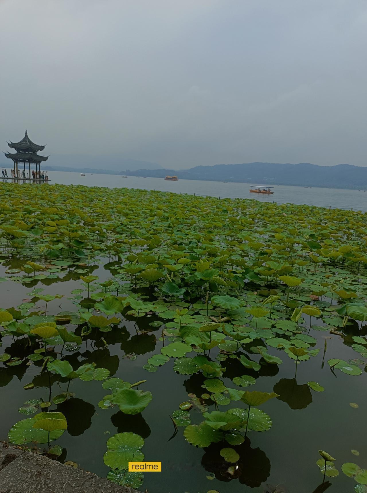 时隔一周，杭州湖滨一公园的荷叶又长高了，笫二轮荷叶己布满了荷塘。她们虽然拥挤，但