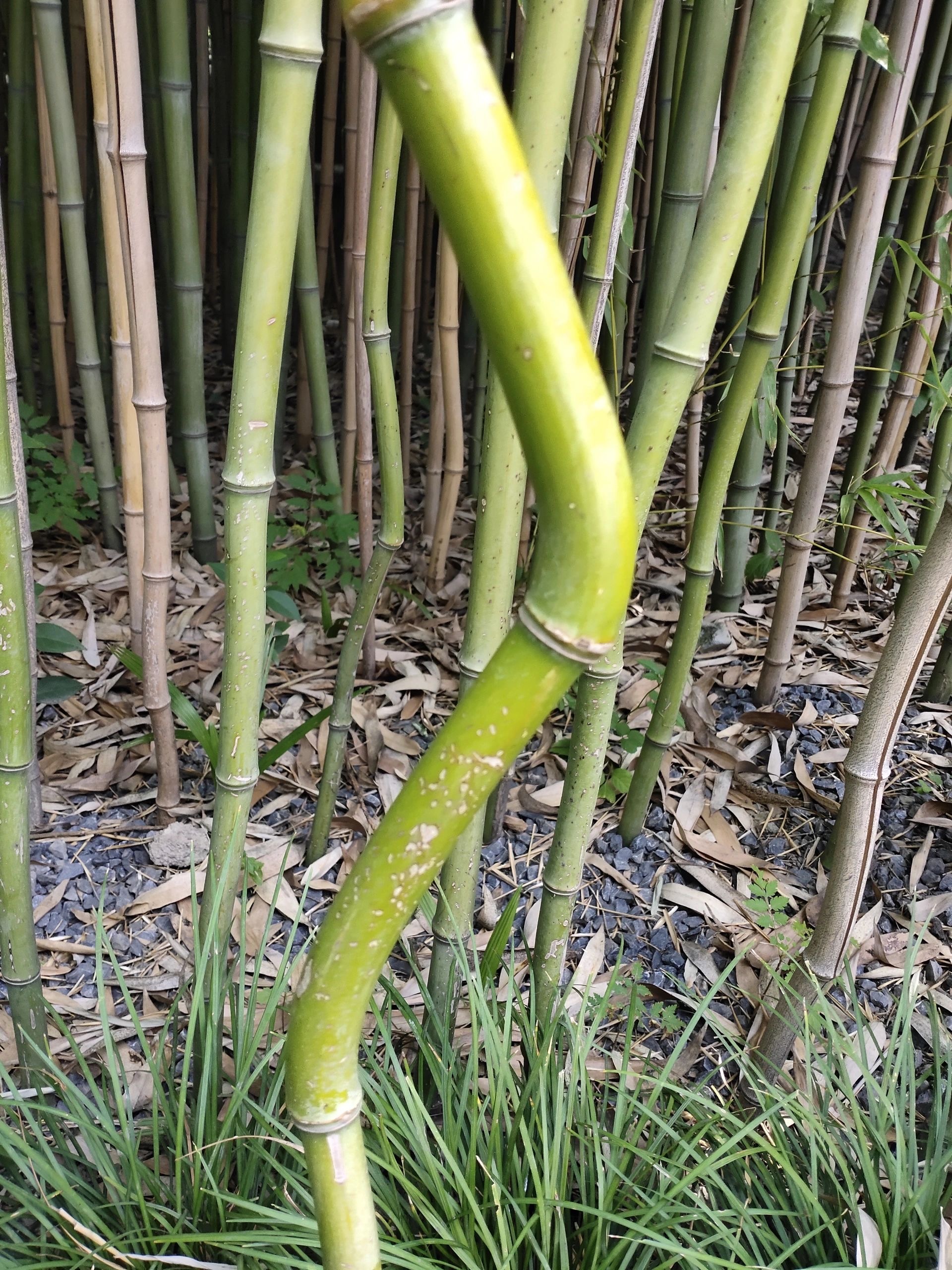 不是说竹子宁折不弯的吗 ​​​