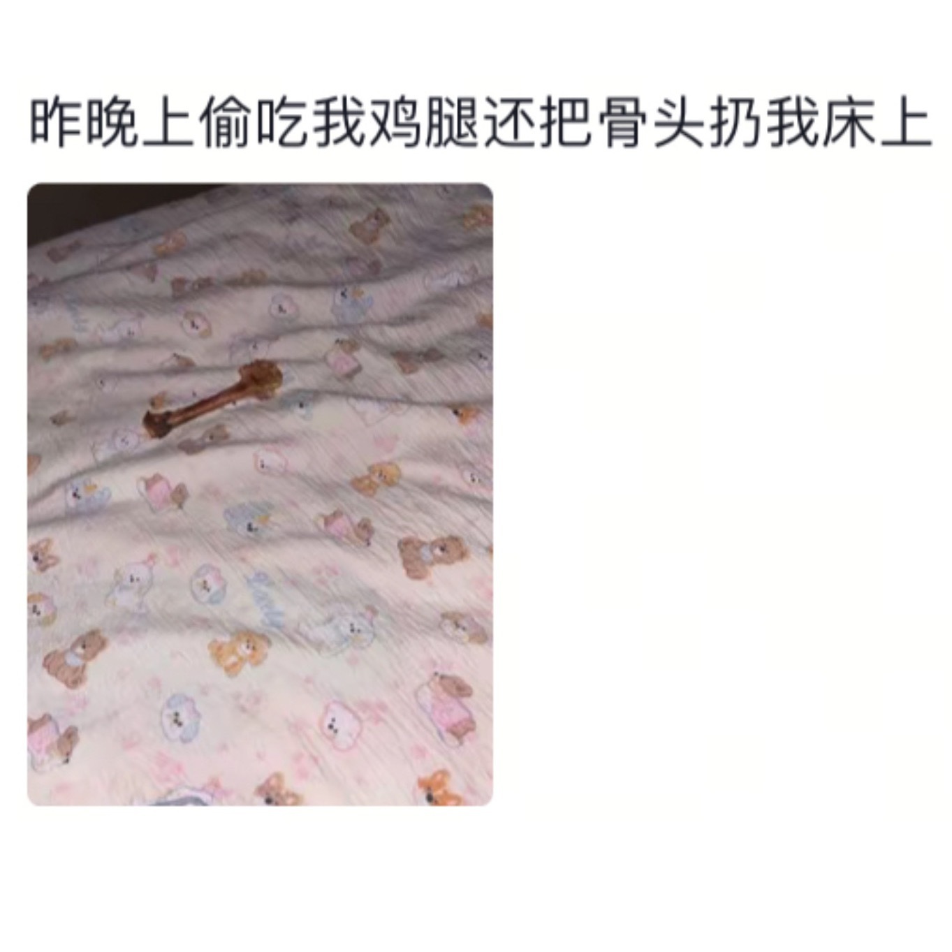 宠物也是有自己的喜好的